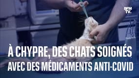  À Chypre, les chats sont soignés avec des médicaments contre le Covid-19 