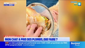 BFM Marseille et vous: que faire si son chat est touché par des plombs?