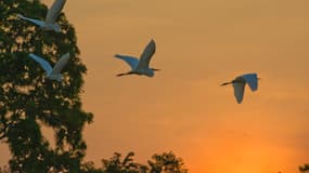 Des oiseaux volant en Amazonie.