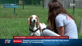 Chihuahua, staffie: le trafic de chiens est en forte hausse en France, des délinquants prêts à tout