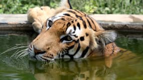 Un tigre du Bengale au zoo de Chennaï, en Inde, le 24 juillet 2018. 