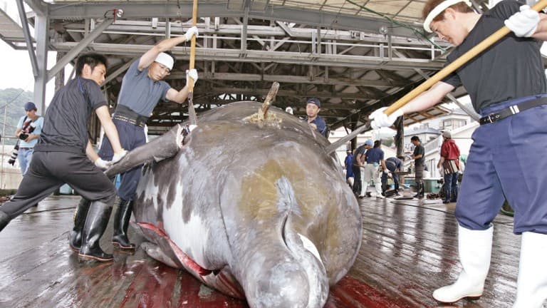Dans certaines villes du Japon, la chasse à la baleine est pratiquée sans restrictions car visant des espèces non protégées