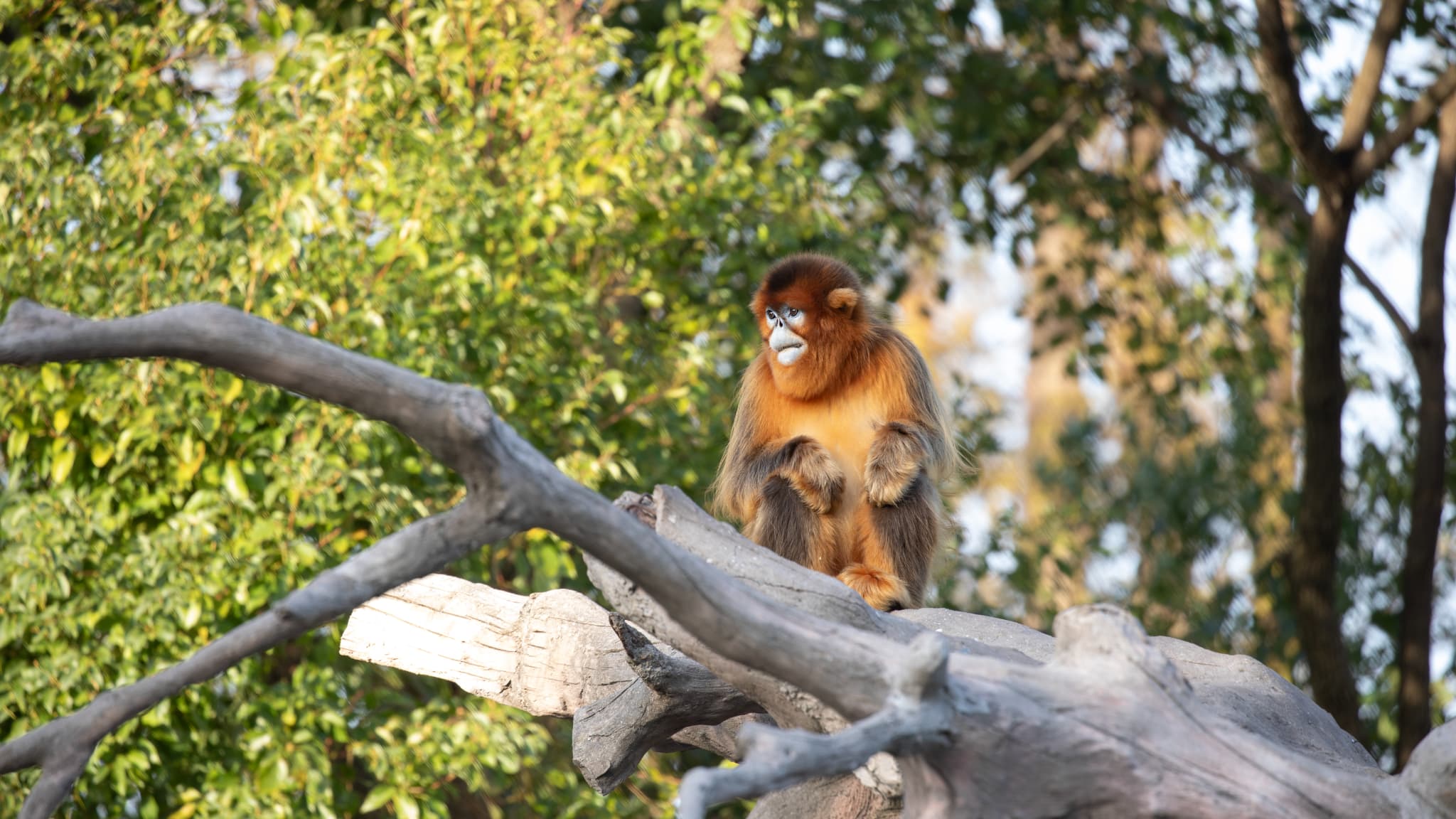 Les singes dorés sont classés "en danger" sur la liste rouge de l'Union internationale pour la conservation de la nature. Les singes dorés sont classés "en danger" sur la liste rouge de l'Union internationale pour la conservation de la nature.