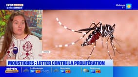 L'invitée de Bonjour Alsace du lundi 15 septembre 2025 - Marion Clerc