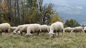 L'attaque de loups s'est déroulée dans la nuit du 24 au 25 décembre.