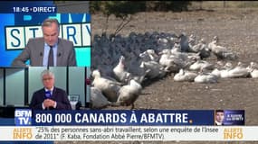Grippe aviaire: 800 000 canards abattus dans le Sud-Ouest
