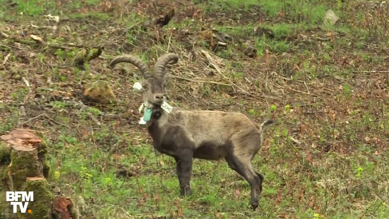 Pyrénées : grand retour du bouquetin un siècle après sa disparition
