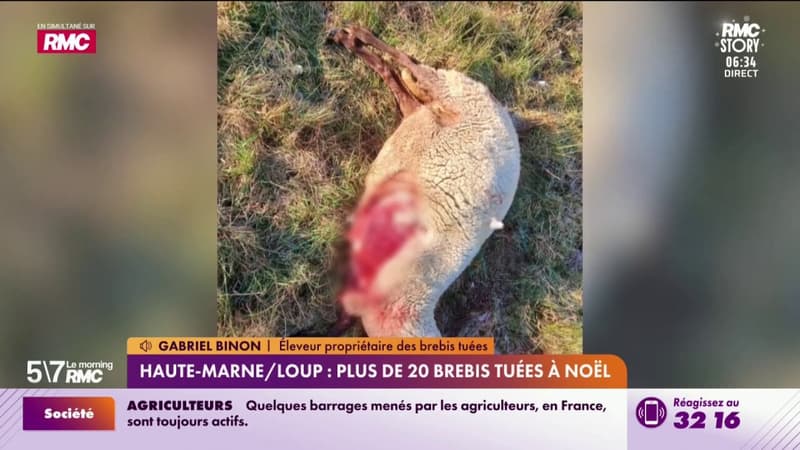 Haute-Marne/Loup : Plus de 20 brebis tuées à Noël