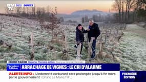 En pleine crise, les vignerons bordelais prêts à arracher leurs vignes