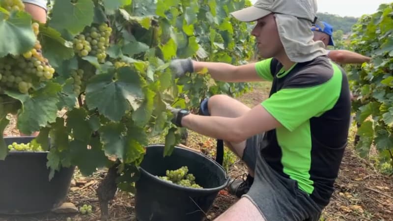 Les vendanges pour le Crémant sont en avance dans le Beaujolais en 2023.