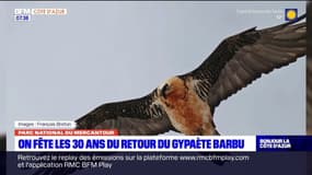 Parc national du Mercantour: les 30 ans du retour du gypaète barbu