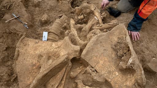 Détail des ossements du mammouth : les deux omoplates