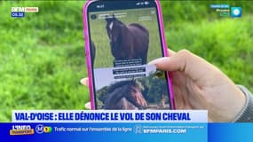 Val-d'Oise: une propriétaire dénonce le vol de son cheval