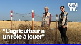 ROBIN DE BFM - Dans la Vienne, ils sauvent les busards qui nichent dans les champs de blé avant la moisson