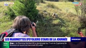 Hautes-Alpes: les marmottes stars de la journée à Eygliers