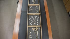 Des fragments d'os du squelette fossile de "Lucy" exposés au Musée national d'Éthiopie à Addis-Abeba, le 19 novembre 2024.