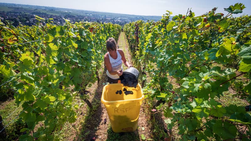 "On a un millésime qui est assez précoce, on bat tous les records": les vendages démarrent déjà en Alsace après la succession d'épisodes de fortes chaleurs