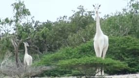 Une girafe blanche et son girafon le 31 mai 2017, au Kenya