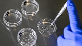 Dans le laboratoire cellulaire, des boîtes de culture sont préparées au Fertility Center Berlin afin de recueillir les ovules après leur prélèvement le 17 janvier 2024. (illustration)