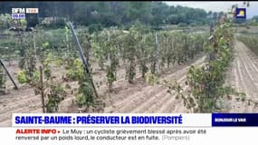 Sainte-Baume: un nouveau dispositif pour préserver la biodiversité