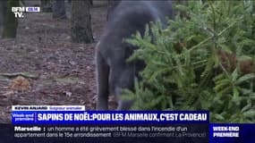 Sapins de Noël : pour les animaux, c'est cadeau - 07/01