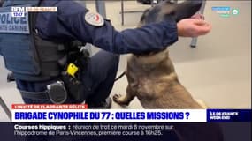 Brigade cynophile de la Seine-et-Marne: rencontre avec Erwann, maître-chien depuis 14 ans