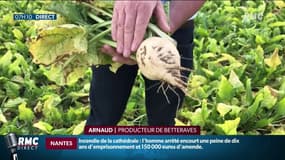 Les exploitations de betteraves touchées par la jaunisse, une maladie transmise par le puceron