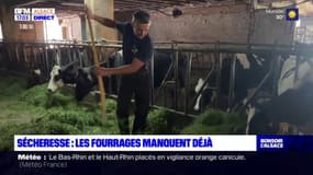 "Les pâtures sont grillées": la sécheresse met l'activité des agriculteurs alsaciens à rude épreuve