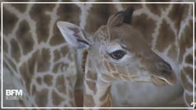 Un girafon vient de naître au zoo de la Palmyre 