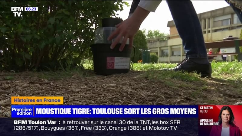 La mairie de Toulouse distribue des centaines de pièges à moustiques tigres