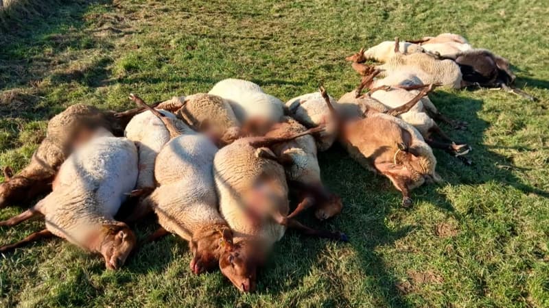 "Une tristesse absolue": le désarroi d'un éleveur qui a subi une attaque massive de loup à Noël