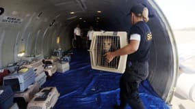 Des chiens en cages dans la soute d'un avion. (photo d'illustation)