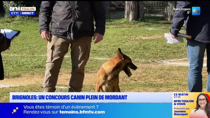 Brignoles : un concours canin plein de mordant