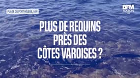 Les requins sont-ils plus nombreux près des côtes varoises?