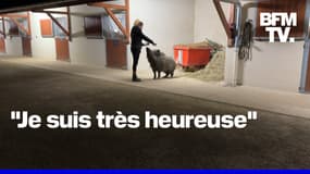 "On a gagné un combat, mais pas encore la guerre": le sanglier Rillette obtient un sursis et va rester chez sa propriétaire