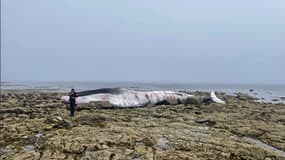 Un rorqual commun de 20 mètres de long échoué sur l'île de Sein dans le Finistère, le 1er septembre 2022
