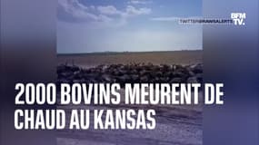 Au moins 2000 bovins sont morts au Kansas à cause de la chaleur, causant un véritable charnier à ciel ouvert