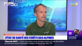Alpes-de-Haute-Provence: l'état de santé des forêts bas-alpines