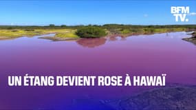 La couleur d'un étang devient rose à Hawaï