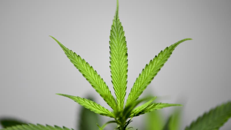 Une feuille de cannabis