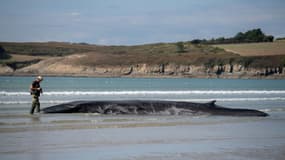 Une baleine échouée sur la plage de Ploéven, le 19 septembre 2022 dans le Finistère