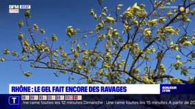 Rhône: le gel provoque de nombreux dégâts dans les récoltes
