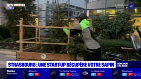 Strasbourg: une start-up récupère votre sapin