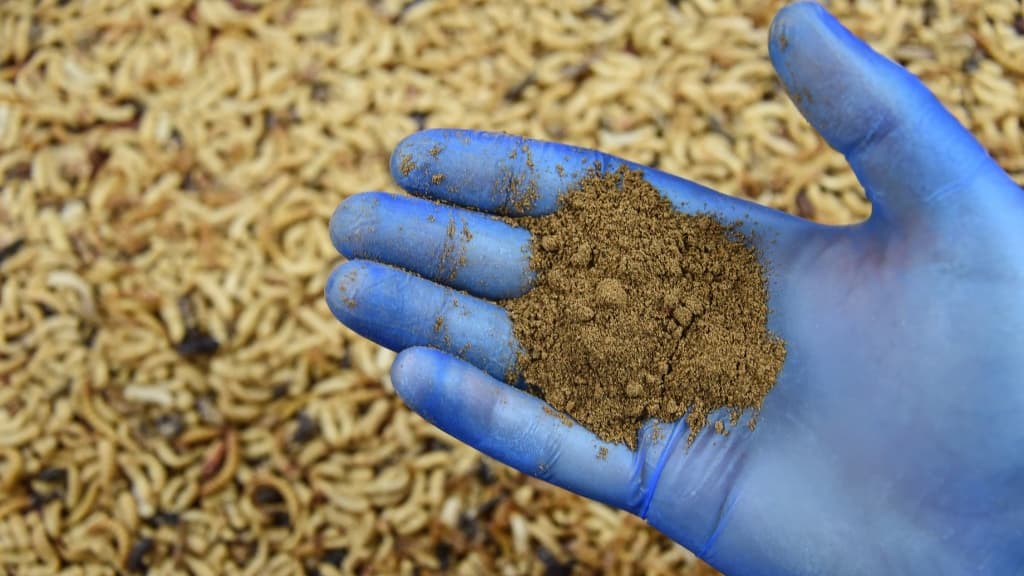 Foodtech: Ynsect obtient le feu vert européen pour la consommation humaine du scarabée Buffalo