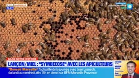 Dans Notre Histoire : les étapes de production du miel de Provence