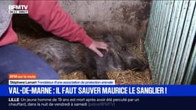 Val-de-Marne: une mobilisation pour sauver le sanglier Maurice, menacé d'euthanasie 