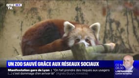 Un zoo sauvé grâce à la mobilisation sur les réseaux sociaux 