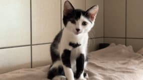 Un chat dans un refuge à Gerzat, dans le Puy-de-Dôme. 
