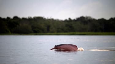 Des dauphins roses d’Amazonie - Image d'illustration