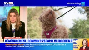 BFM Lyon et vous: comment s'adapte un animal de compagnie lors d'un déménagement?